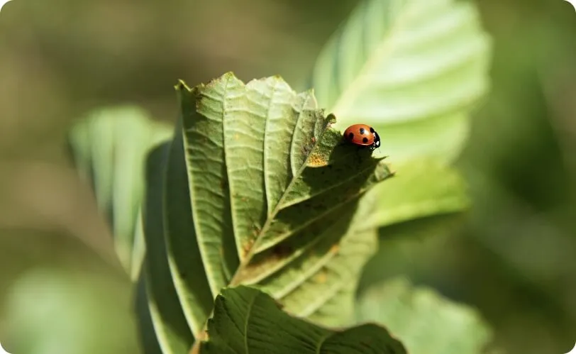 Ladybug on a leag