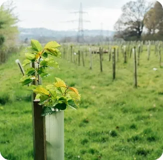 Newly planted trees