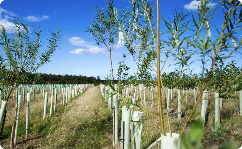 Newly planted trees in Northumberland Woodland